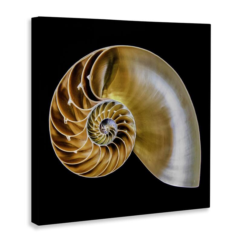 Stupell Tan Nautilus Shell on Black Canvas Wall Art Design By Mary Lou Johnson