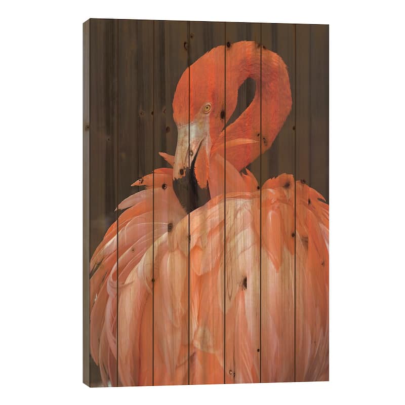 American Flamingo Preening Feathers Print On Wood by Adam Jones - Multi-Color - 26x18x1.5