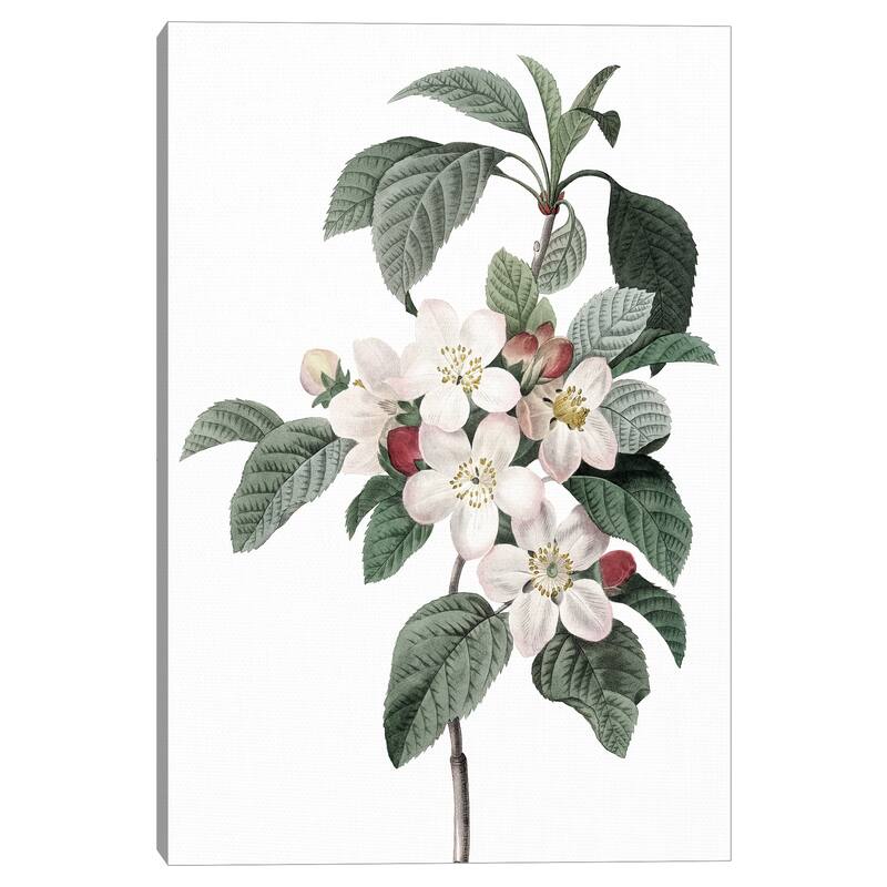 Apple Blossoms Crop Lite by Design Lab Canvas Art Print