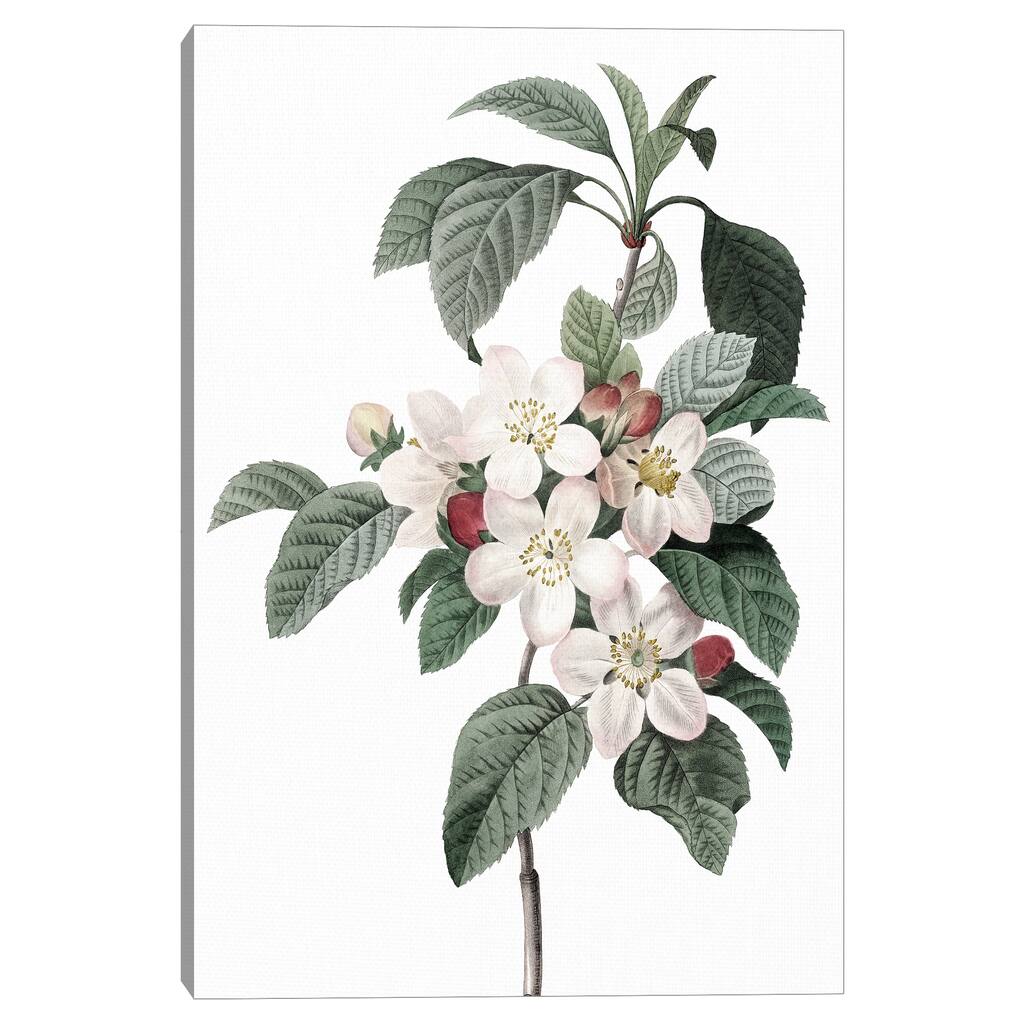 Apple Blossoms Crop Lite by Design Lab Canvas Art Print