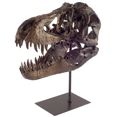 Mercana Jurassic (11.8"H) resin replica tyrannosaurus skull - 6.0L x 9.8W x 11.8H