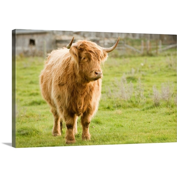 "Highland Cattle in Pasture, Burnt River, Ontario, Canada" Canvas Wall Art