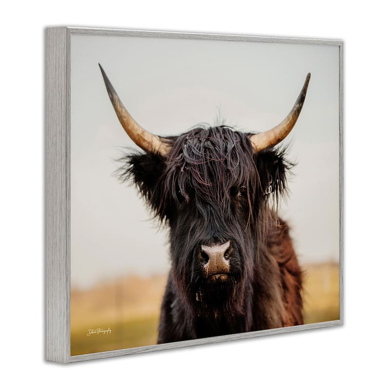 Stupell Black Highland Cow Portrait Framed Giclee Art Design by Dakota Diener