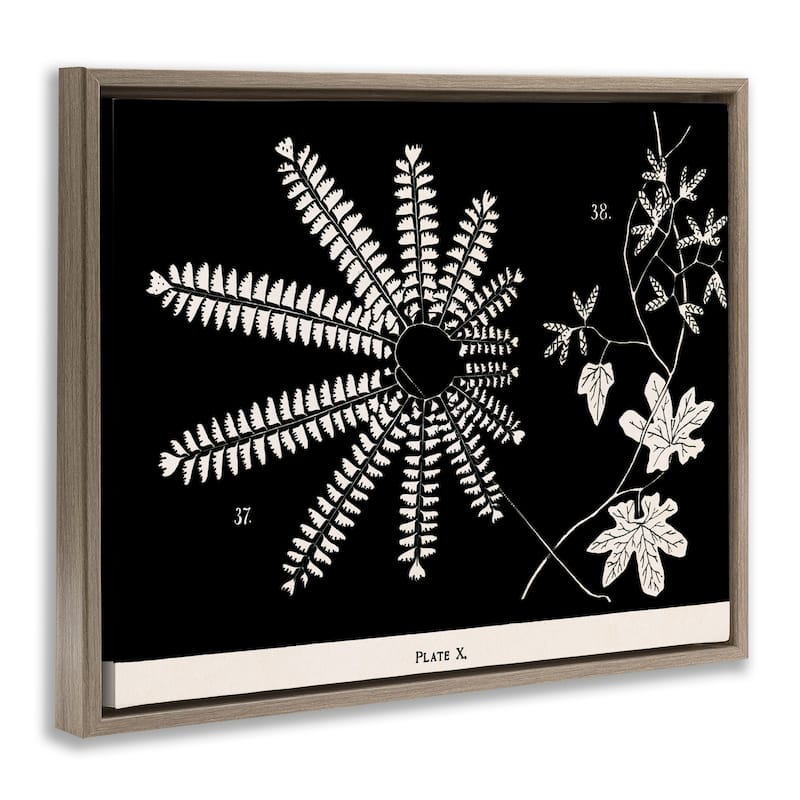 Stupell Ferns & Leaves on Black Framed Floater Canvas Wall Art Design By Phillipa Katz