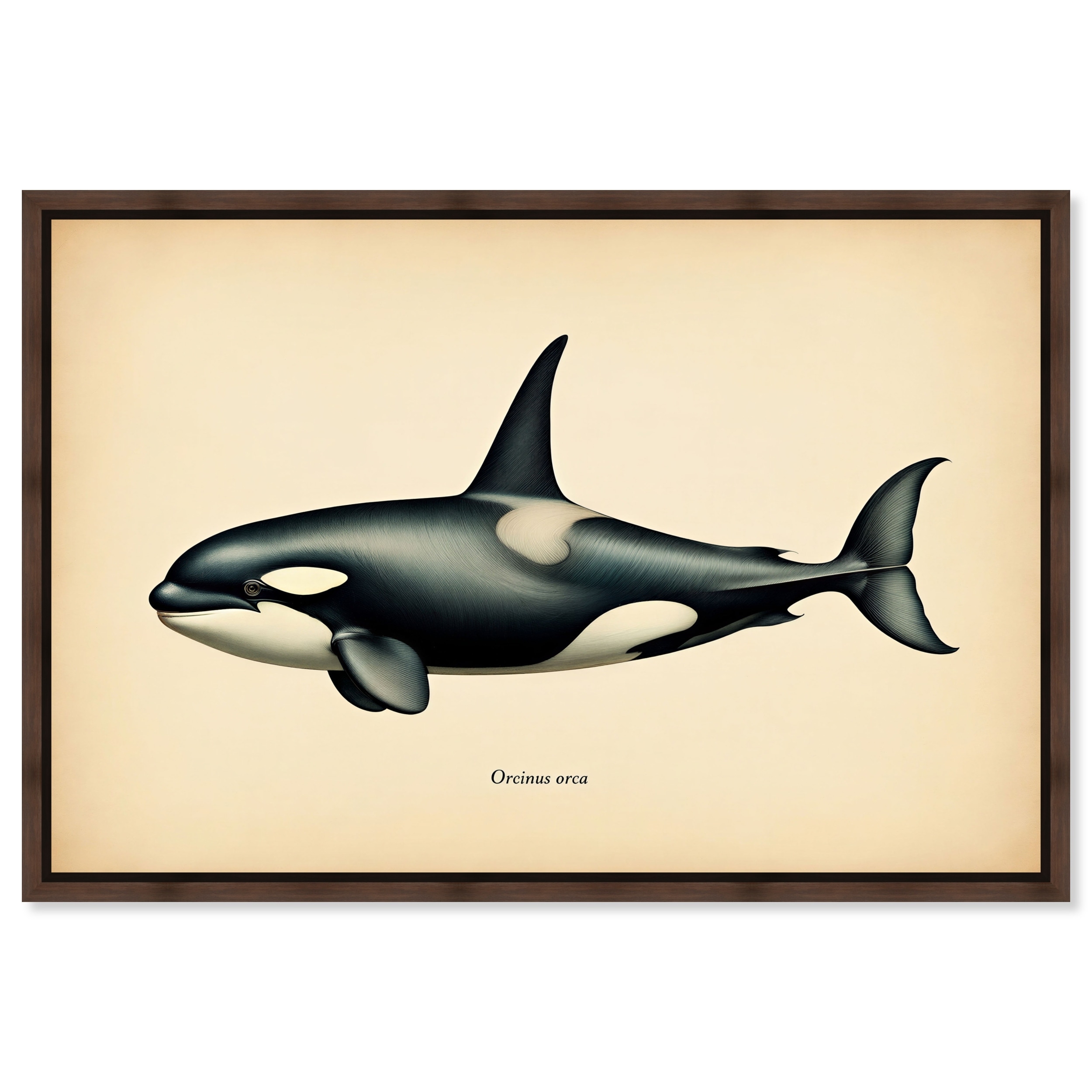 Orcinus Orca Vintage Animal Art Framed Canvas Print by Art Remedy