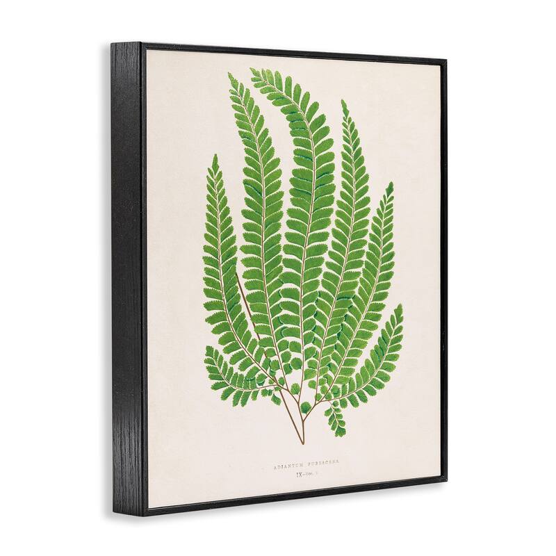 Stupell Cottage Ferns Study Framed Giclee Art Design By Phillipa Katz