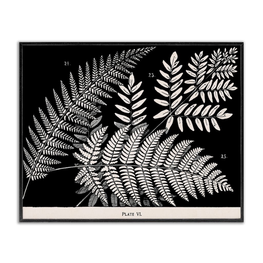 Stupell Fern Varieties on Black Framed Giclee Art Design By Phillipa Katz