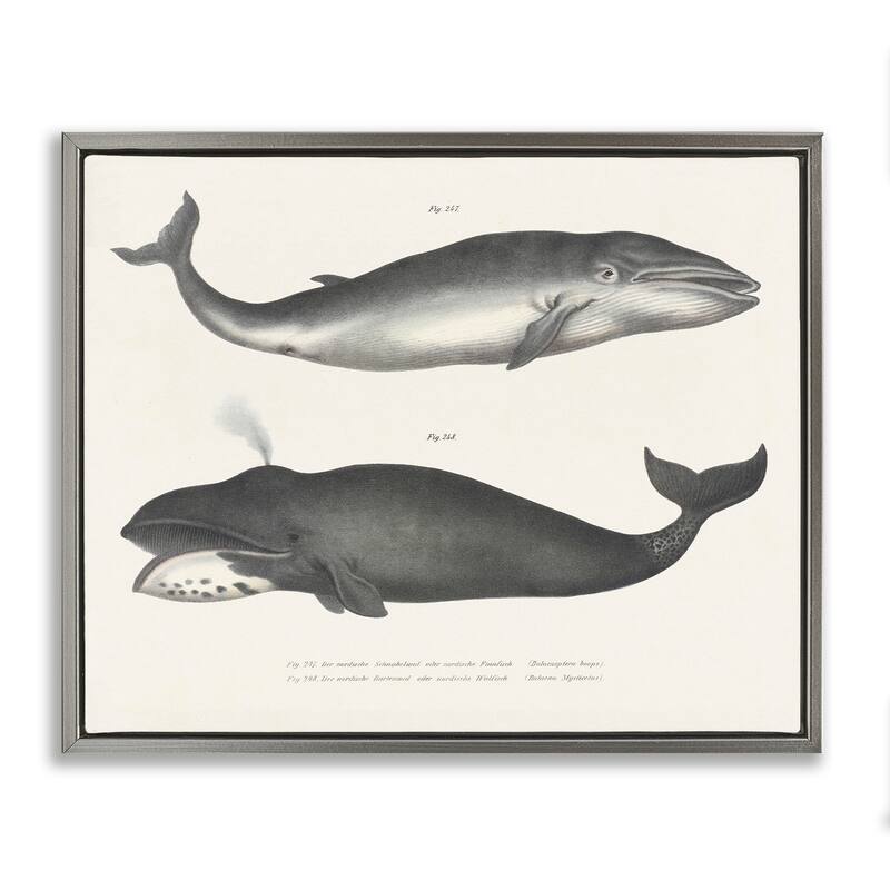 Stupell Vintage Whale Study Diagrams Framed Floater Canvas Wall Art Design By Phillipa Katz - 21 x 17 - Grey