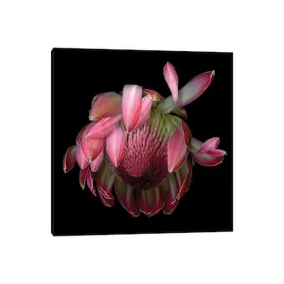 iCanvas "Protea King IV" by Magda Indigo Canvas Print