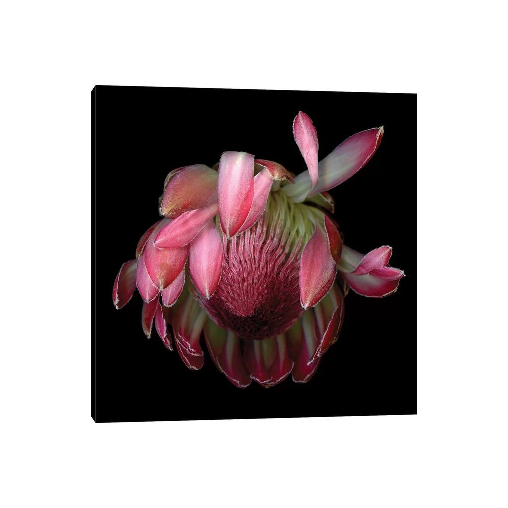 iCanvas "Protea King IV" by Magda Indigo Canvas Print