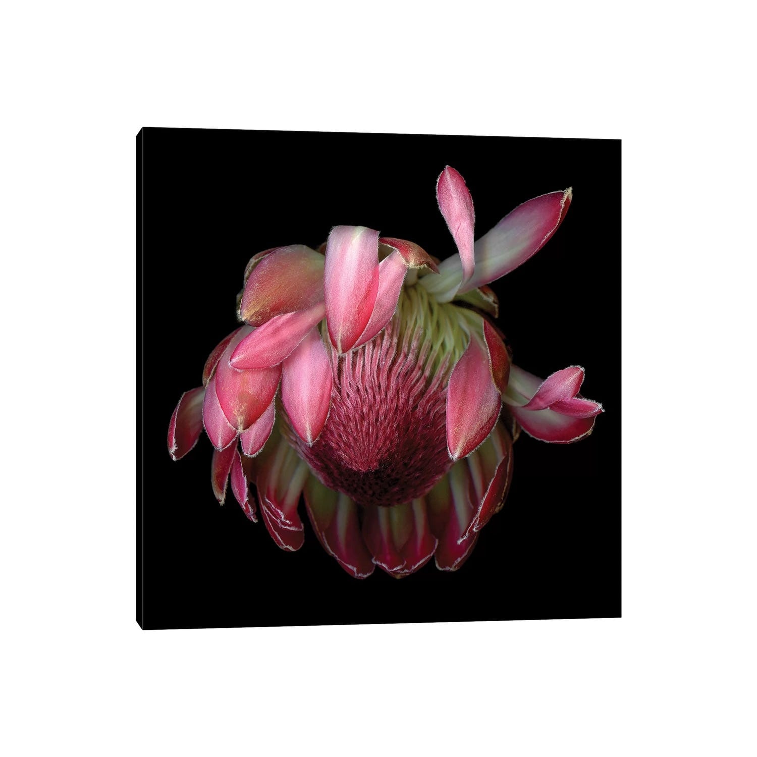 iCanvas "Protea King IV" by Magda Indigo Canvas Print