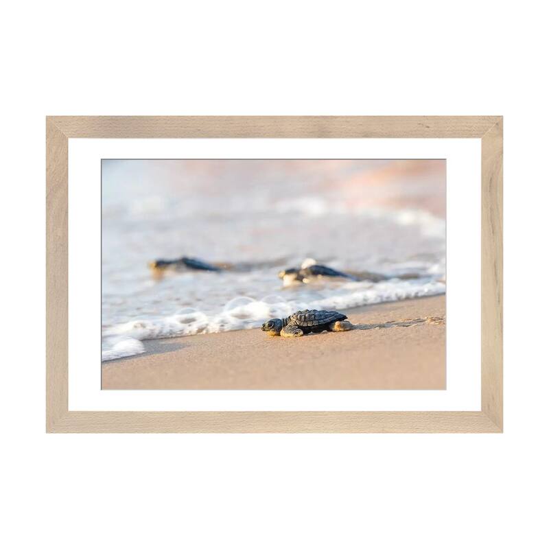 iCanvas "Kemp's Ridley Sea Turtle hatchling I" by Larry Ditto - Natural - 16x24x1