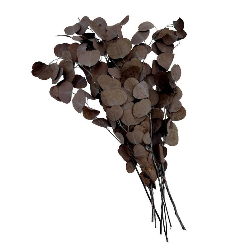 Bundle of 4 Preserved Eucalyptus Apple Leaves 24" long - 24 Inches
