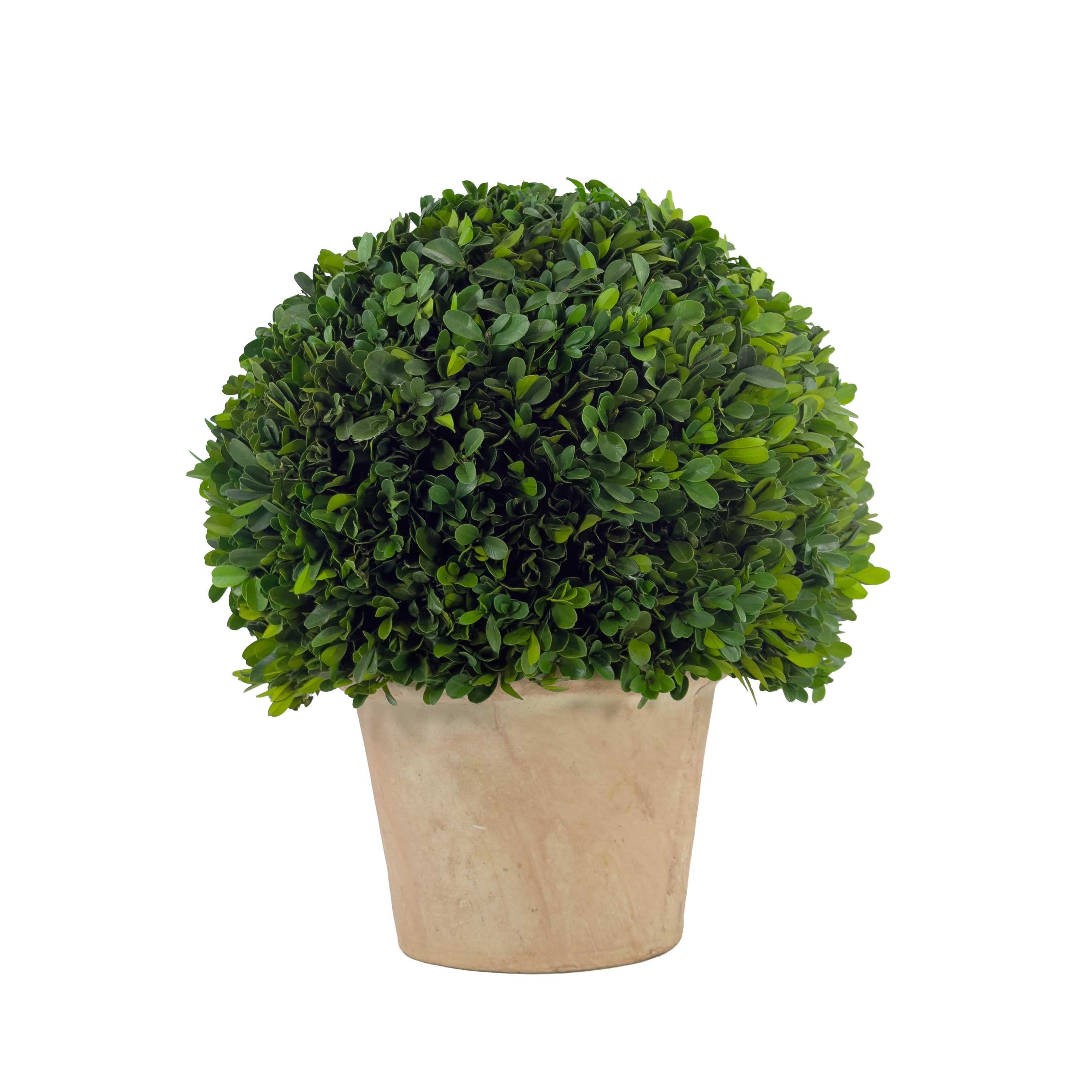 Evergreen 16" Handcrafted Preserved Boxwood Ball Topiary in Terracotta Pot