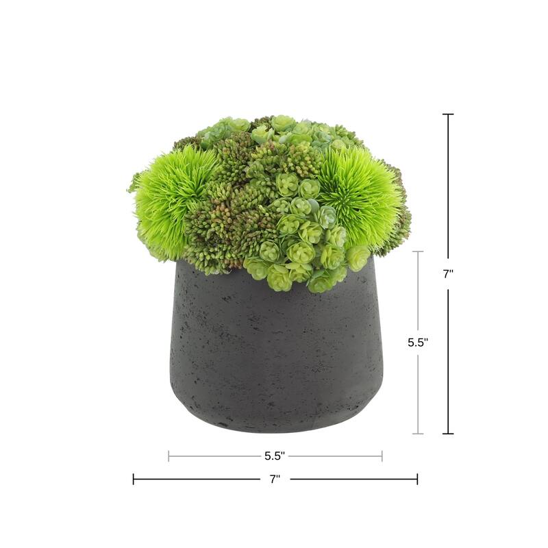 Assorted Succulents and Sedum in a Pot - Green