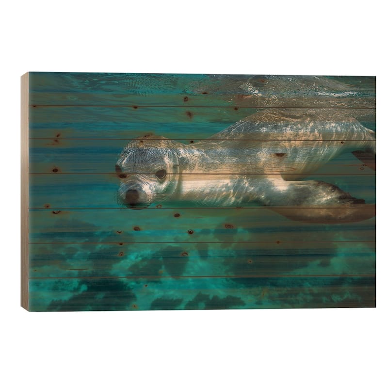 Australian Sea Lion Underwater Portrait, South Australia Print On Wood by Hiroya Minakuchi - Multi-Color - 18x26x1.5
