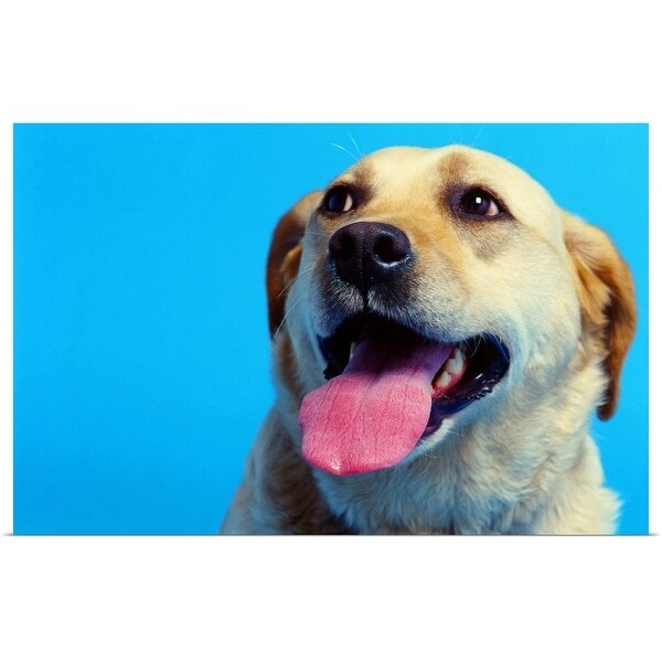 "close-up of a Labrador retriever" Poster Print