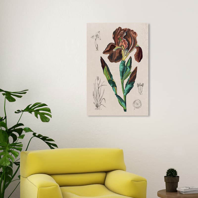 Wynwood Studio Canvas Floral and Botanical Floral Diagram III Brown and Traditional Wall Art Canvas Print - 30 x 20