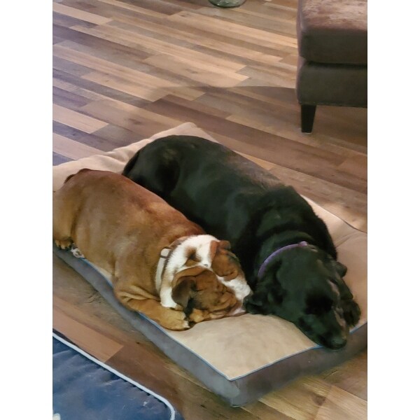 kingpets memory foam dog bed