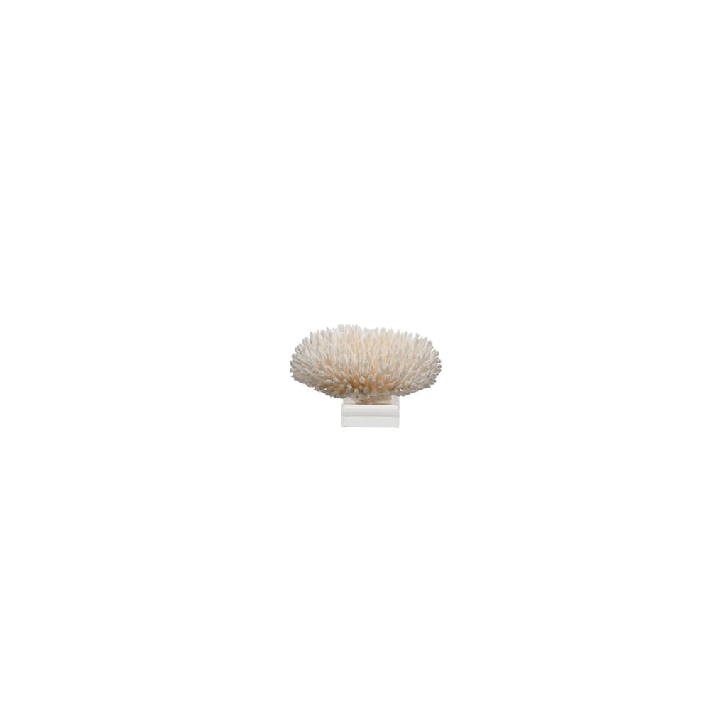 Table Coral 15 - 16 Inch On Acrylic Base