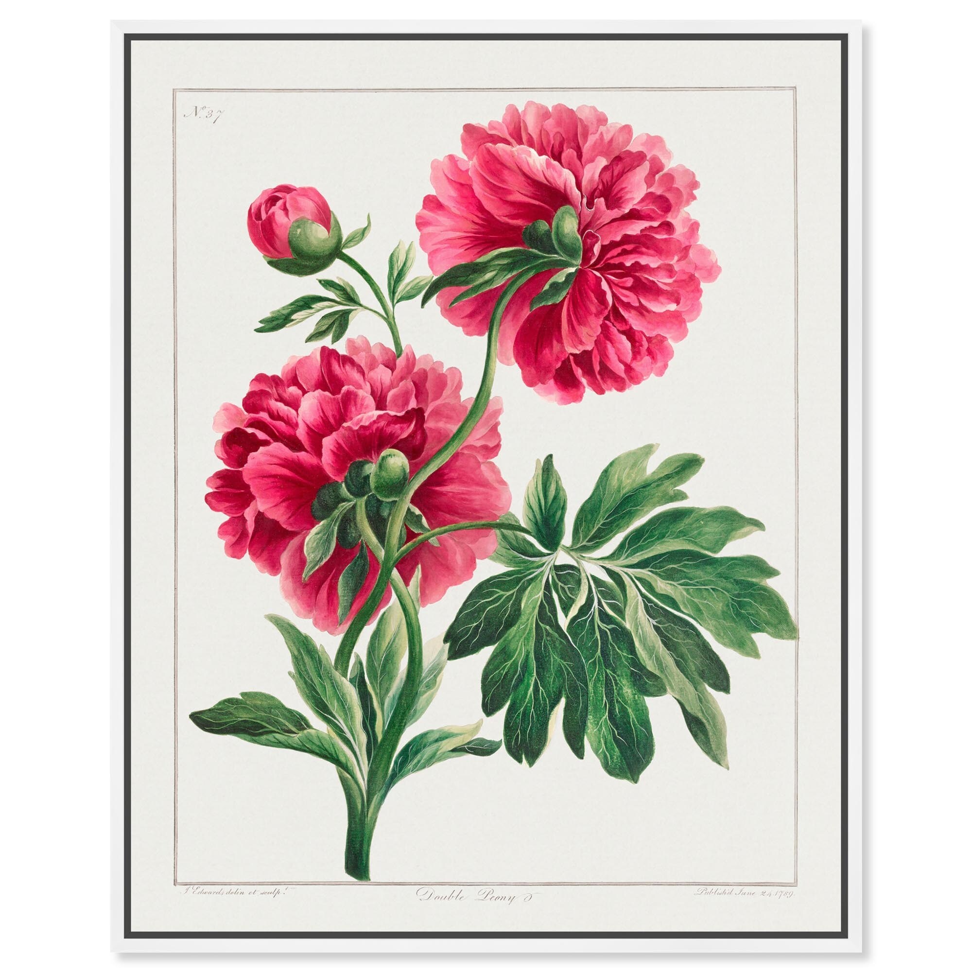 Double Peony (1789) Canvas by Art Remedy