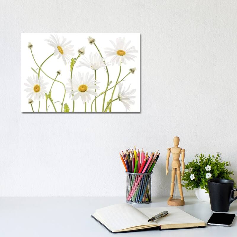 iCanvas "Ox Eye Daisies" by Mandy Disher Canvas Print - 8x12x0.75