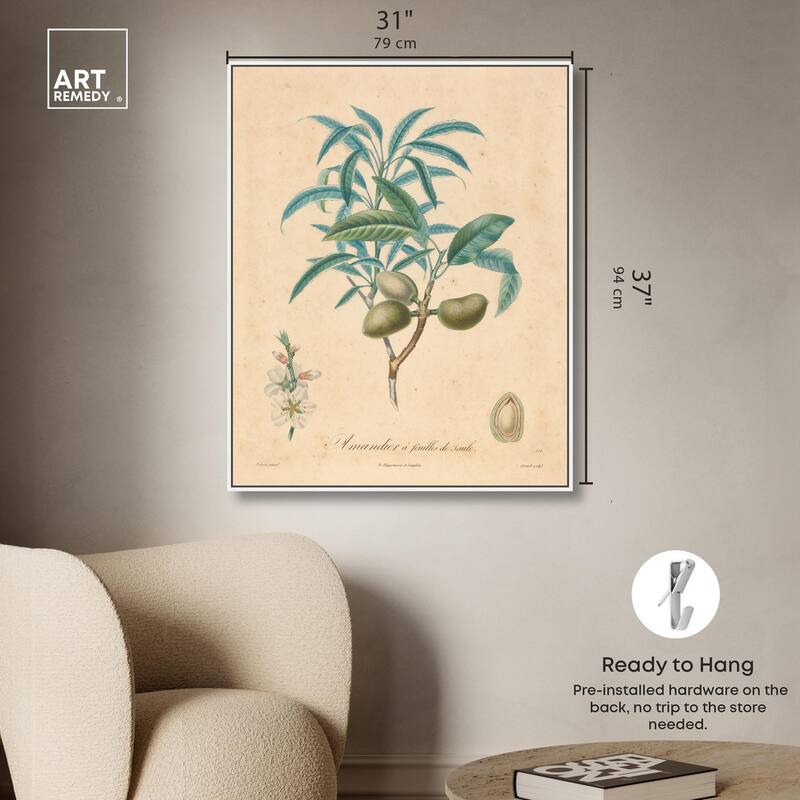 Almond of Georgia II Canvas by Art Remedy