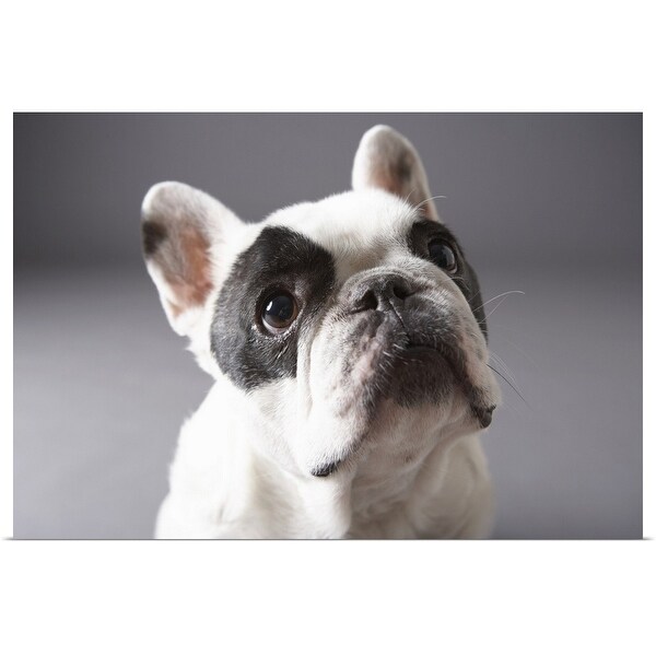 "Dog looking away" Poster Print