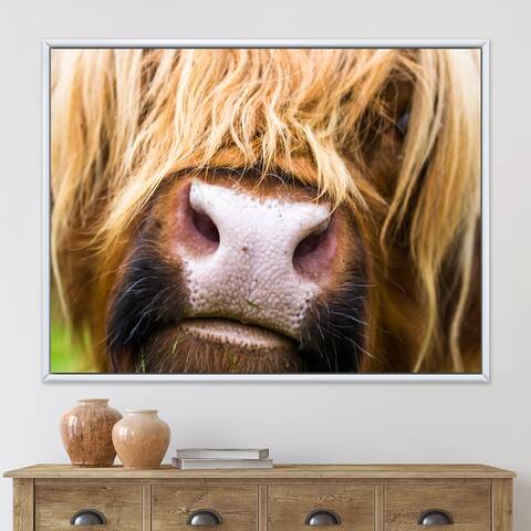 Designart 'Close-Up Highland Cattle In Scotland' Farmhouse Framed Canvas Wall Art Print