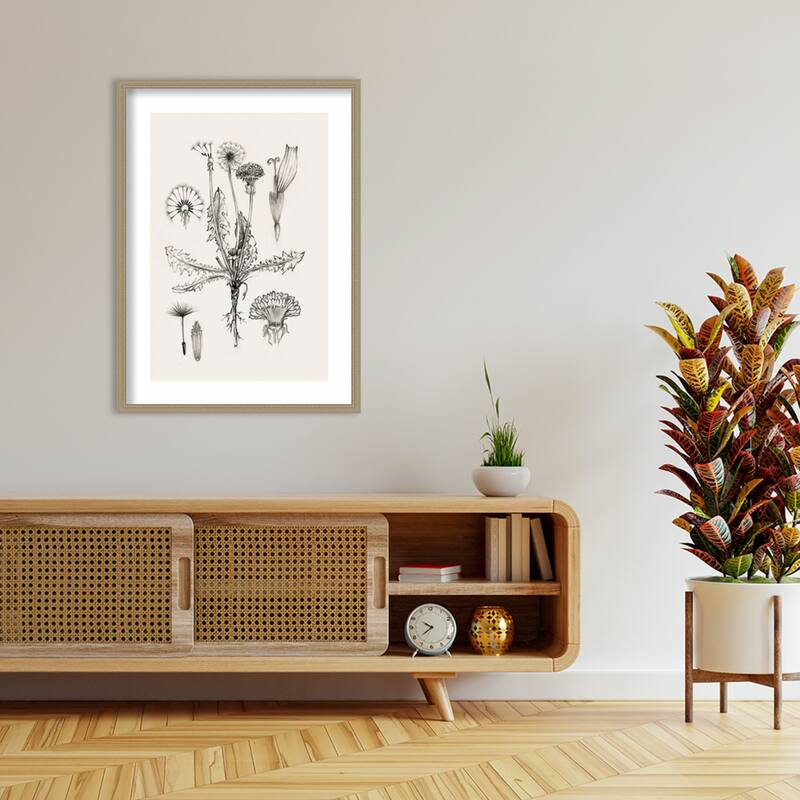 Botanical Study of Dandelion Forms by Eli Jones Wood Framed Wall Art Print