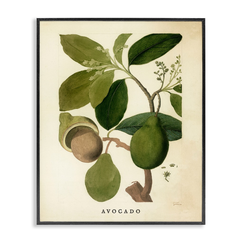 Stupell Vintage Avocado Plant Framed Giclee Art Design By Lil' Rue