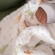 preview thumbnail 4 of 3, aden + anais essentials cotton muslin swaddle blanket 2 pack disney + friends