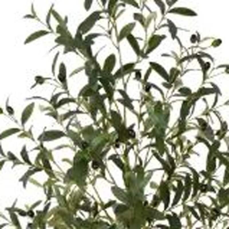 HomeRoots 71" Green Artificial Olive Tree in a Black Pot - 6.69 in. x 70.87 in. x 6.69 in.