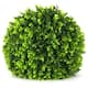 Option Wintergreen
