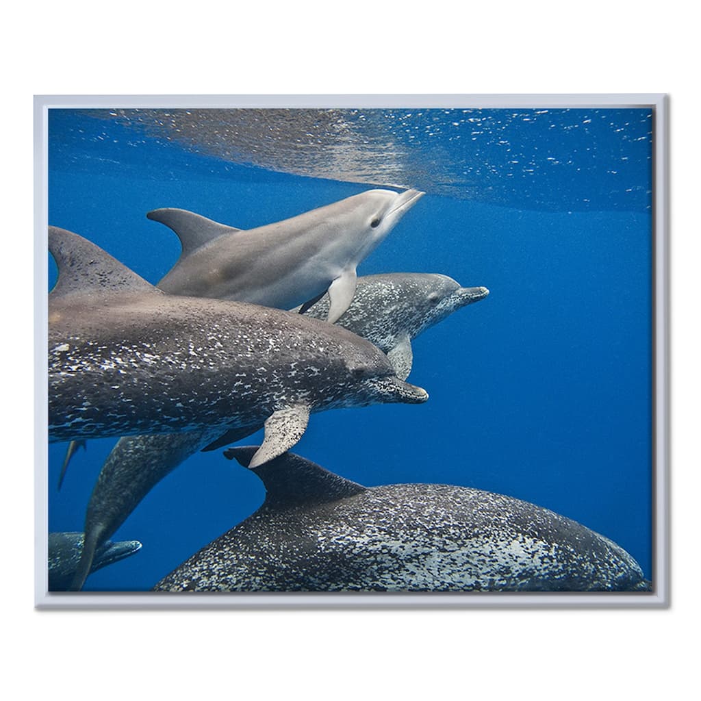 Ready2HangArt 'Dolphin' Framed Canvas Wall Art