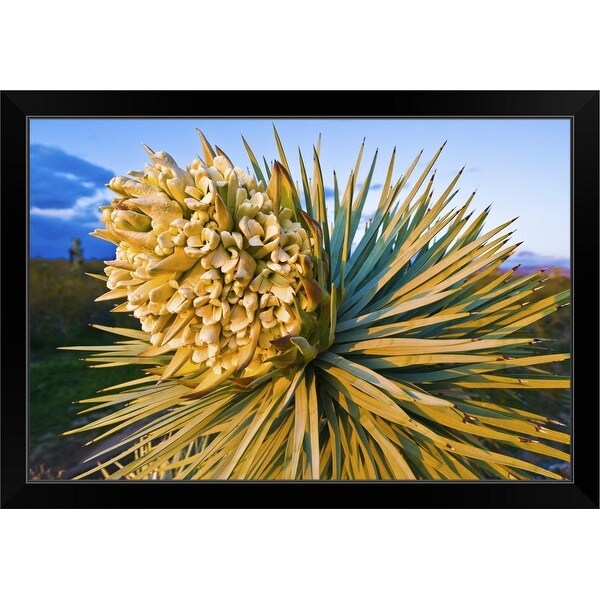 "Joshua Tree Bloom." Black Framed Print