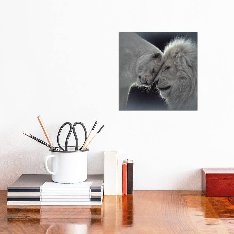 iCanvas "White Lion Love, Square" by Collin Bogle Canvas Print - 12x12x1.5
