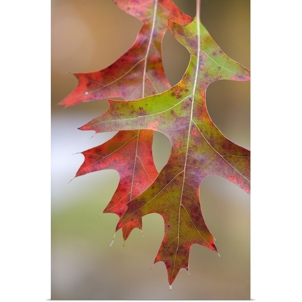 "Autumn Color Pin Oak Tree Leaves" Poster Print