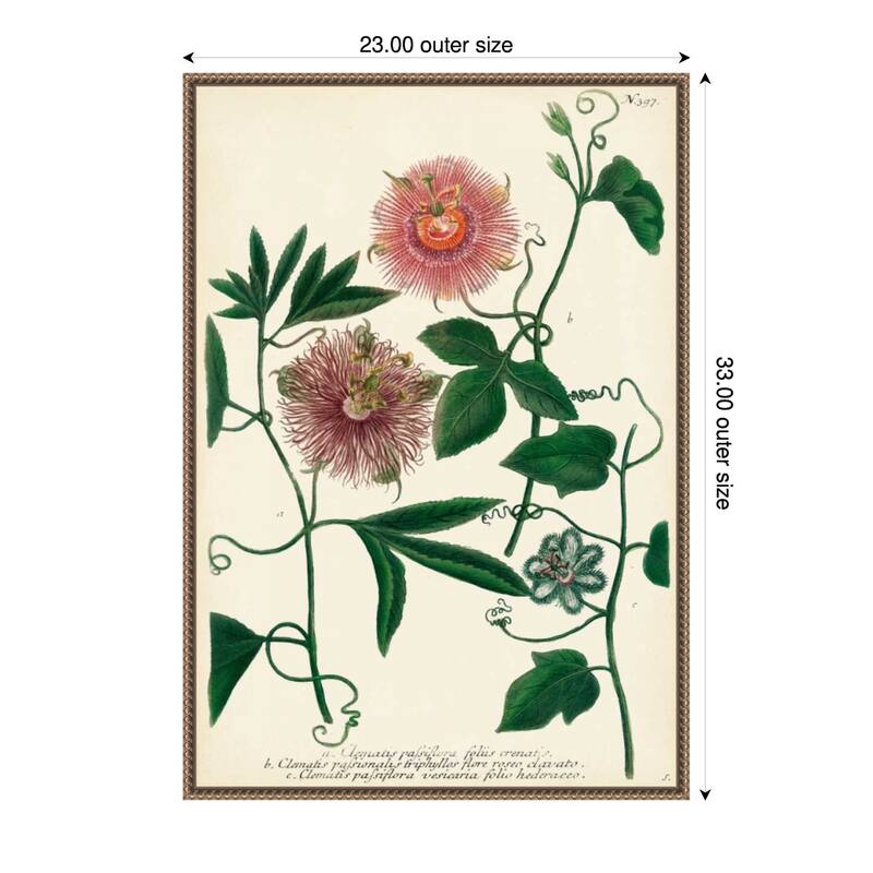 Antique Passion Flower No. 1 by Johann Wilhem Weinmann Framed Canvas Wall Art Print - Plastic - 23 x 33 in - Gold