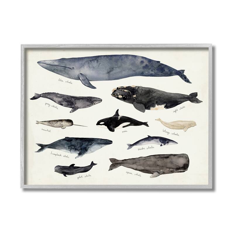 Stupell Vintage Nautical Chart of Whales Ocean LifeFramed Giclee Texturized Art by Victoria Barnes - 16 x 20 - Grey