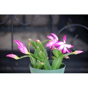 Shop 9greenbox Pink Christmas Cactus Plant Zygocactus 4 Pot Overstock 17936253