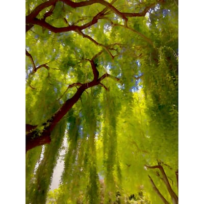 Fine Art Studio LLC Big Shade II by R. Bolokofsky