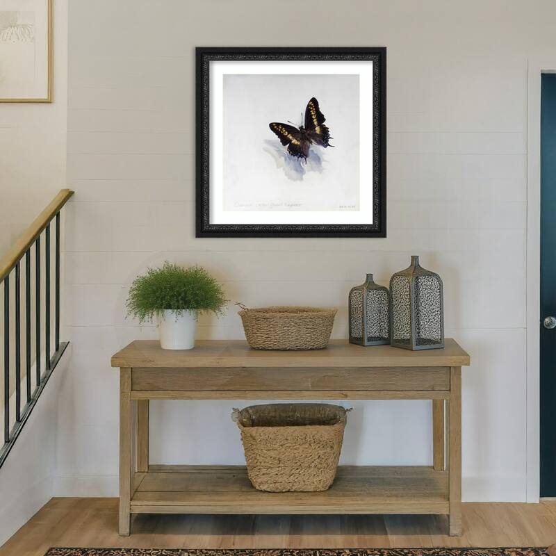 Giant Emperor Butterfly by Odile Kidd Wood Framed Wall Art Print - Downton Black