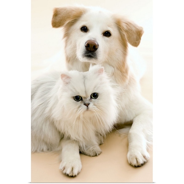 "Studio shot of cat and dog" Poster Print
