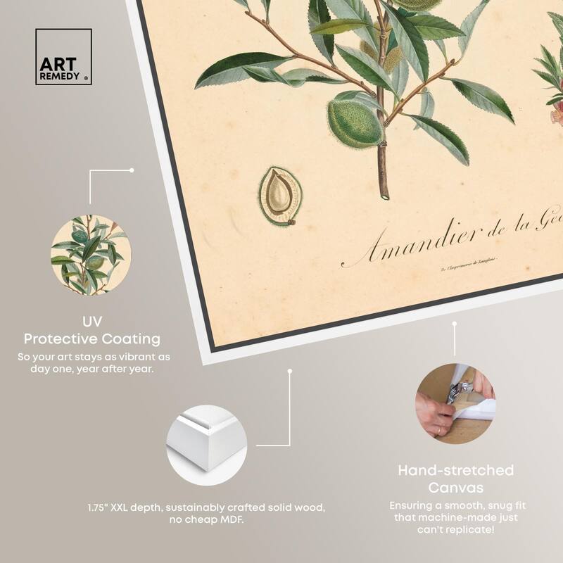 Almond of Georgia I Canvas by Art Remedy