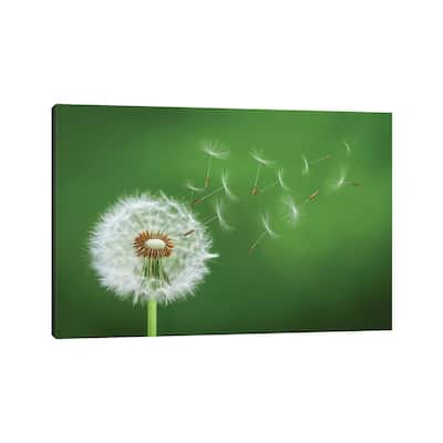 iCanvas "Dandelion Blowing II" by Bess Hamiti Canvas Print