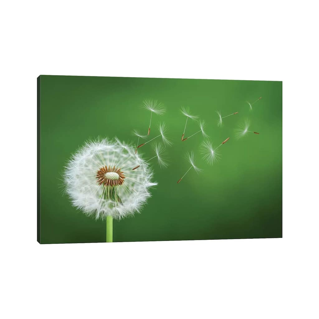iCanvas "Dandelion Blowing II" by Bess Hamiti Canvas Print