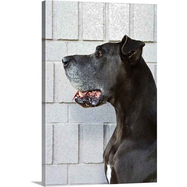 "Great Dane standing against a patterned wall" Canvas Wall Art