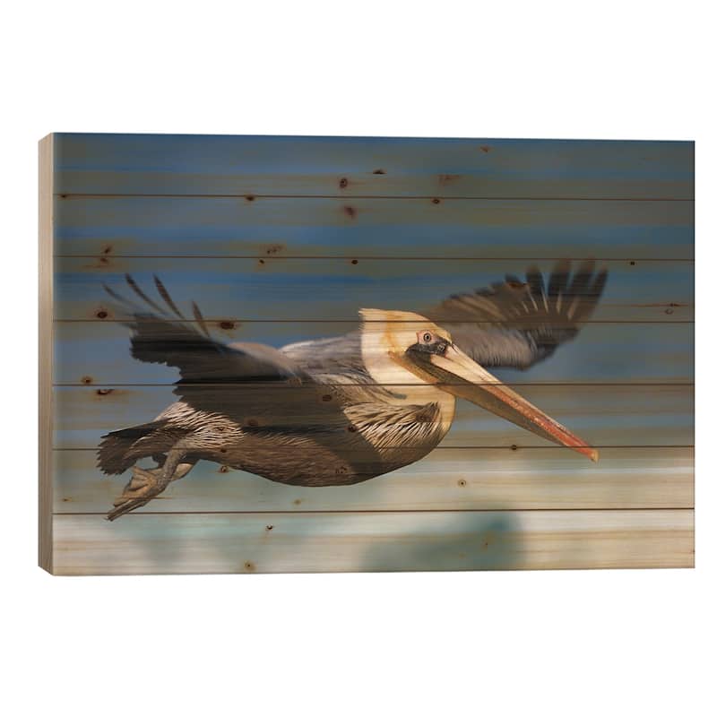 Brown Pelican Flying, North America Print On Wood by Tim Fitzharris - Multi-Color - 18x26x1.5