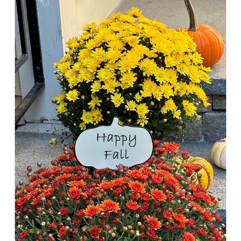 14" Iron Fall White Pumpkin to Personalize Figure Pick, Set of 3 - 14